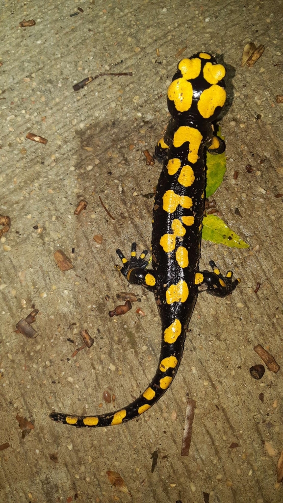 Salamandra infraimmaculata  photographed by רמדאן עיסא 