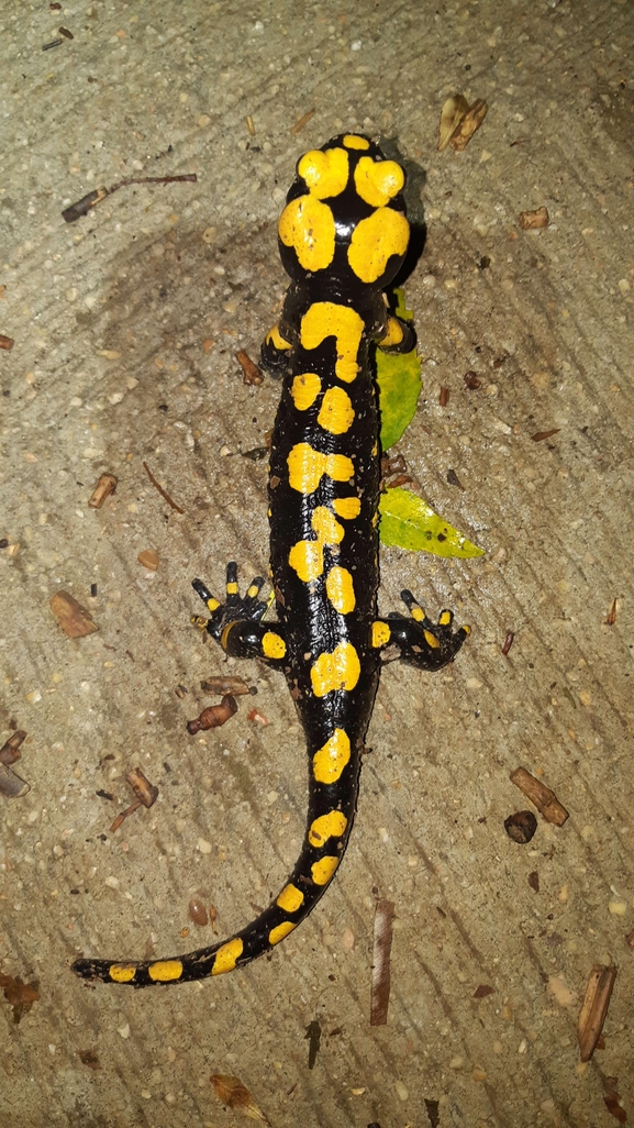 Salamandra infraimmaculata  photographed by רמדאן עיסא 