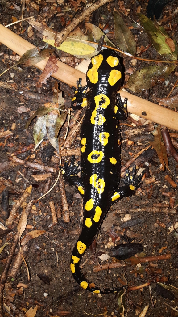 Salamandra infraimmaculata  photographed by רמדאן עיסא 