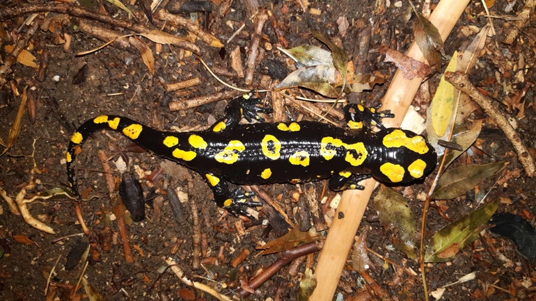 Salamandra infraimmaculata  photographed by רמדאן עיסא 