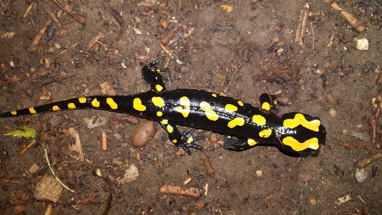 Salamandra infraimmaculata  photographed by רמדאן עיסא 