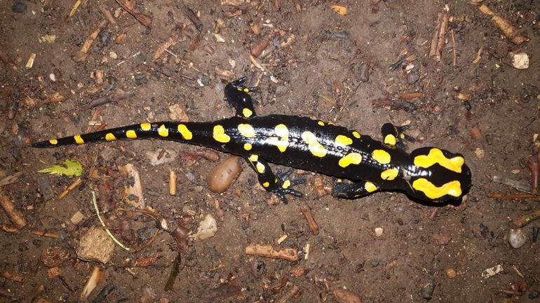 Salamandra infraimmaculata  photographed by רמדאן עיסא 