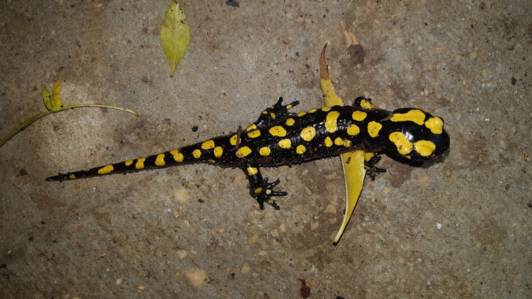 Salamandra infraimmaculata  photographed by רמדאן עיסא 