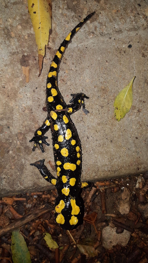 Salamandra infraimmaculata  photographed by רמדאן עיסא 