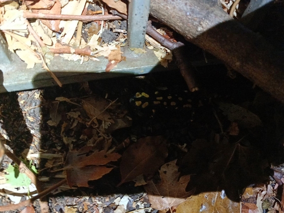 Salamandra infraimmaculata  photographed by רמדאן עיסא 