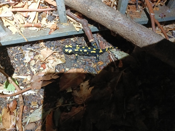 Salamandra infraimmaculata  photographed by רמדאן עיסא 