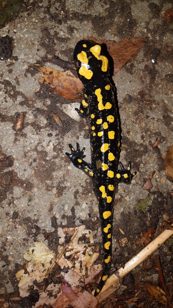 Salamandra infraimmaculata  photographed by רמדאן עיסא 