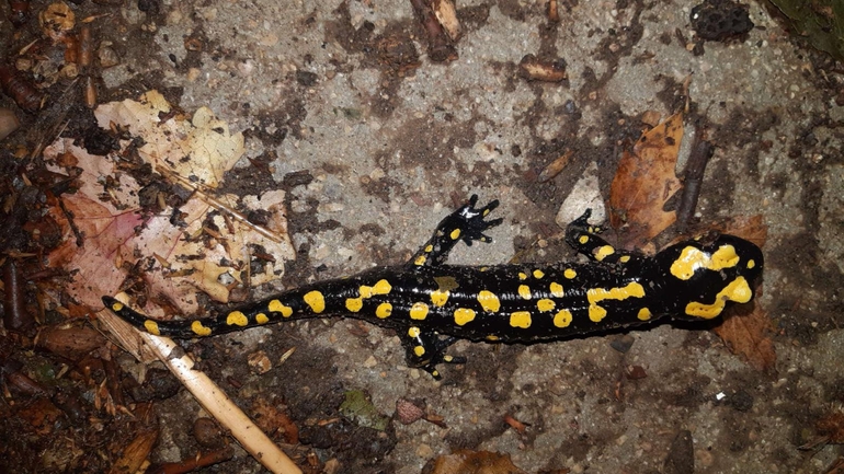 Salamandra infraimmaculata  photographed by רמדאן עיסא 