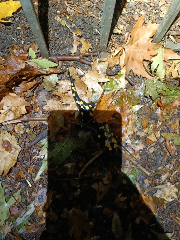 Salamandra infraimmaculata  photographed by רמדאן עיסא 