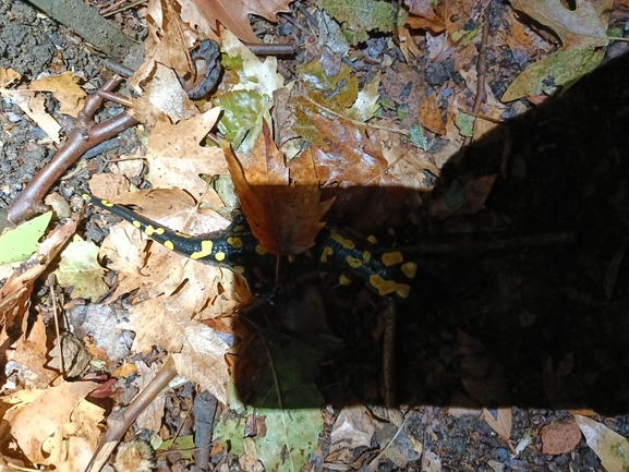 Salamandra infraimmaculata  photographed by רמדאן עיסא 