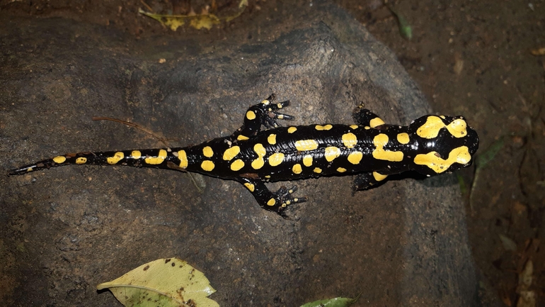 Salamandra infraimmaculata  photographed by רמדאן עיסא 