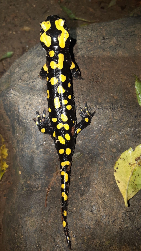 Salamandra infraimmaculata  photographed by רמדאן עיסא 