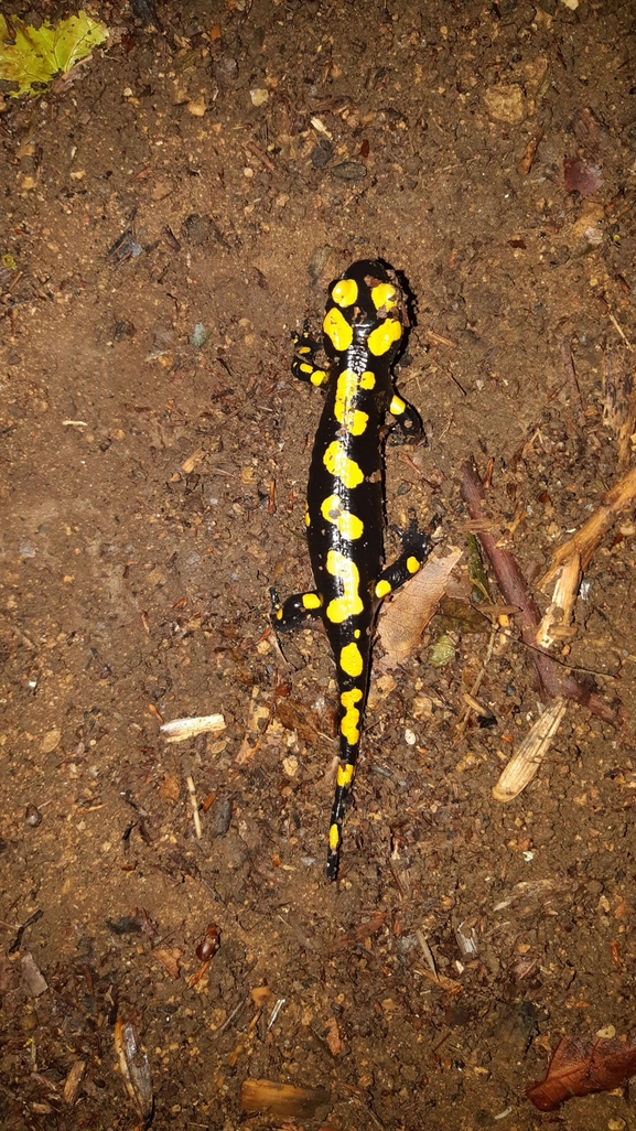 Salamandra infraimmaculata  photographed by רמדאן עיסא 