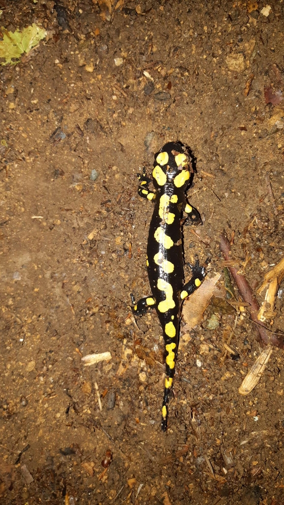 Salamandra infraimmaculata  photographed by רמדאן עיסא 