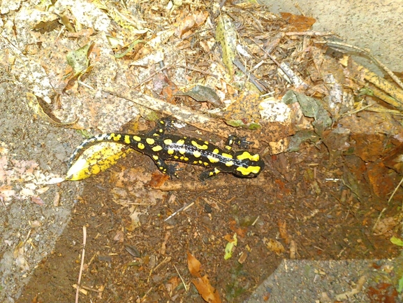 Salamandra infraimmaculata  photographed by רמדאן עיסא 