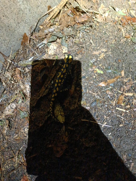 Salamandra infraimmaculata  photographed by רמדאן עיסא 