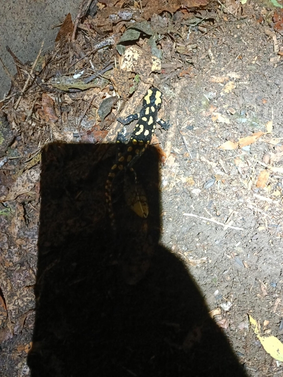 Salamandra infraimmaculata  photographed by רמדאן עיסא 