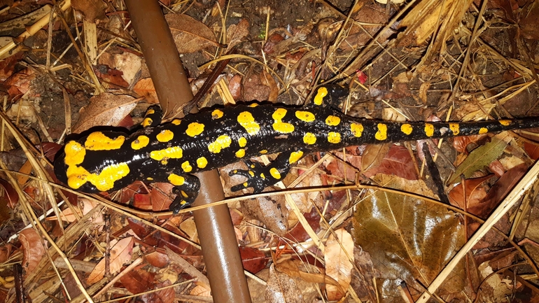 Salamandra infraimmaculata  photographed by רמדאן עיסא 