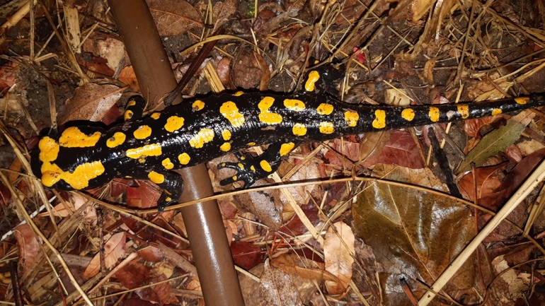 Salamandra infraimmaculata  photographed by רמדאן עיסא 