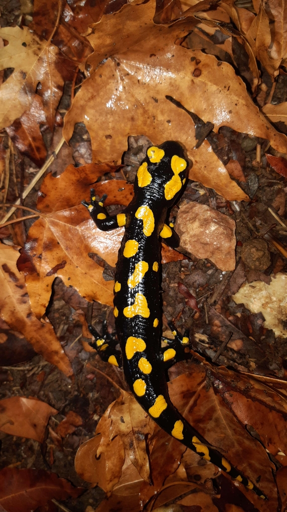 Salamandra infraimmaculata  photographed by רמדאן עיסא 