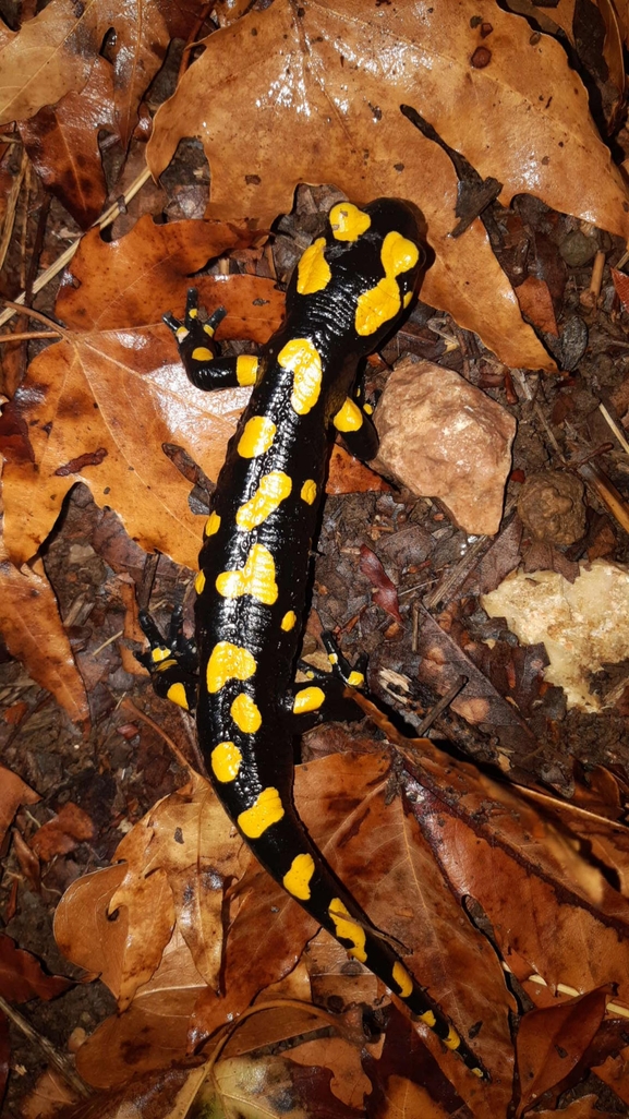 Salamandra infraimmaculata  photographed by רמדאן עיסא 