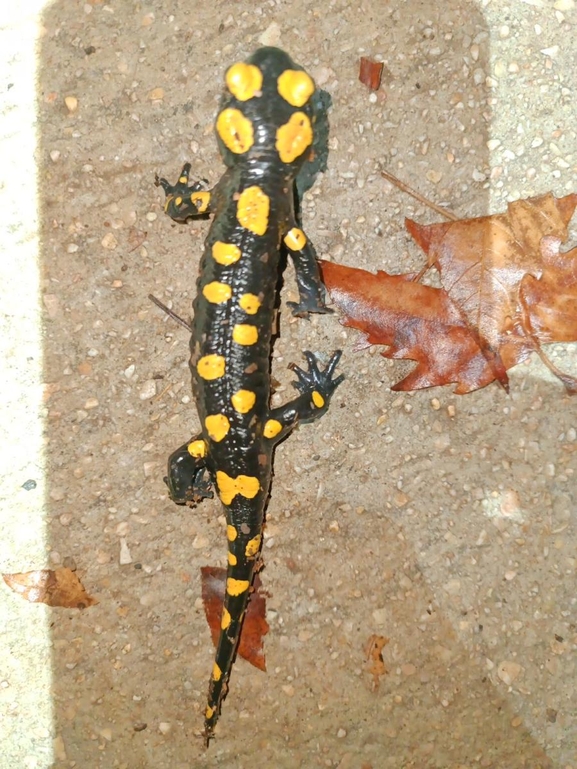 Salamandra infraimmaculata  photographed by רמדאן עיסא 