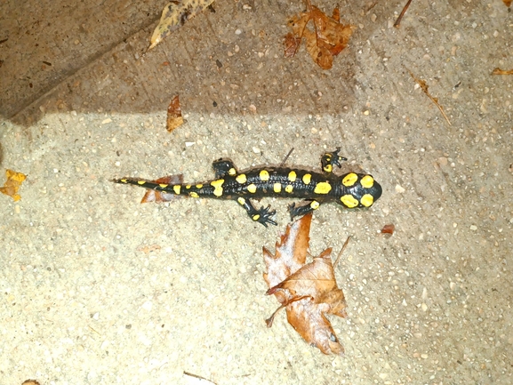 Salamandra infraimmaculata  photographed by רמדאן עיסא 