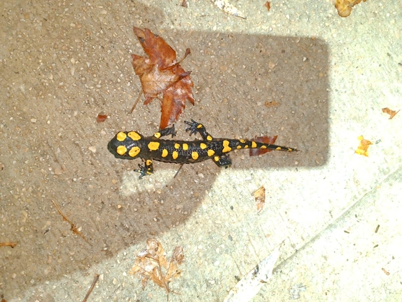 Salamandra infraimmaculata  photographed by רמדאן עיסא 