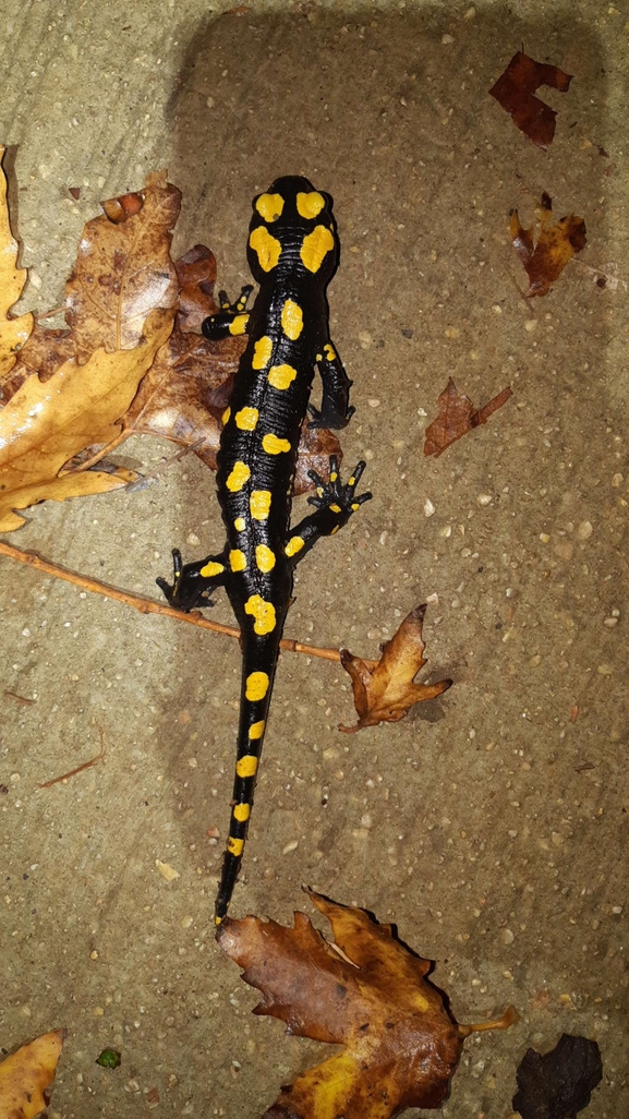 Salamandra infraimmaculata  photographed by רמדאן עיסא 