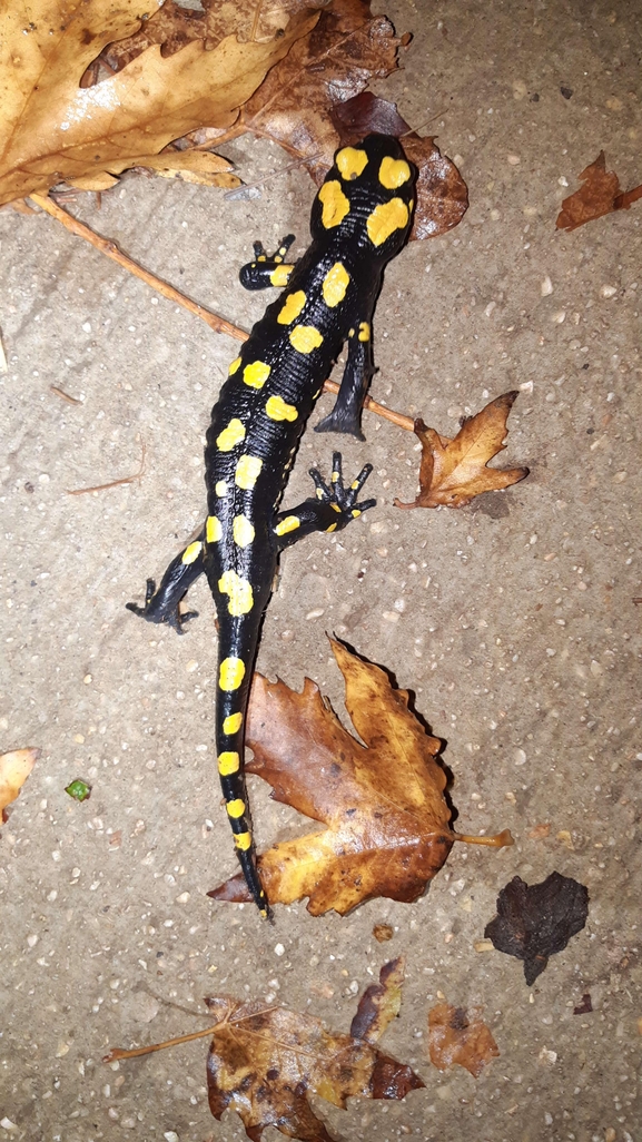 Salamandra infraimmaculata  photographed by רמדאן עיסא 