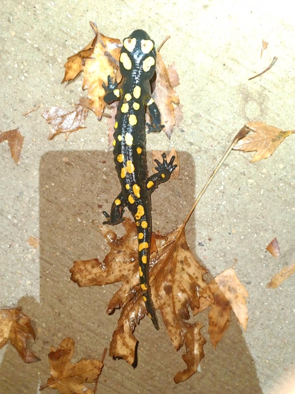 Salamandra infraimmaculata  photographed by רמדאן עיסא 