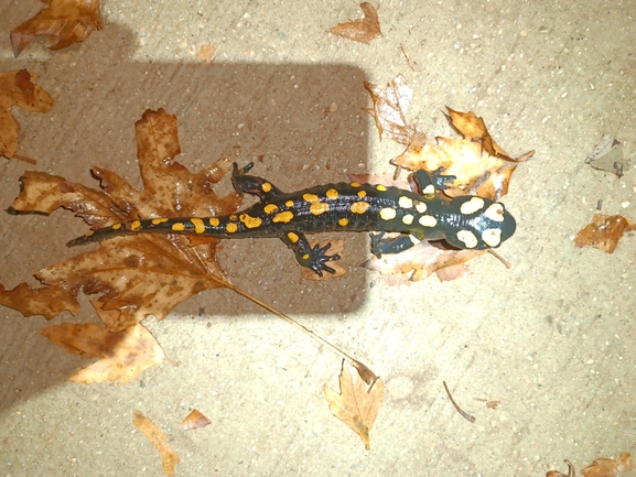 Salamandra infraimmaculata  photographed by רמדאן עיסא 