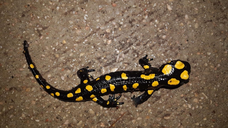 Salamandra infraimmaculata  photographed by רמדאן עיסא 