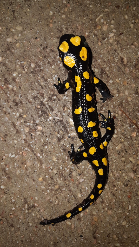 Salamandra infraimmaculata  photographed by רמדאן עיסא 