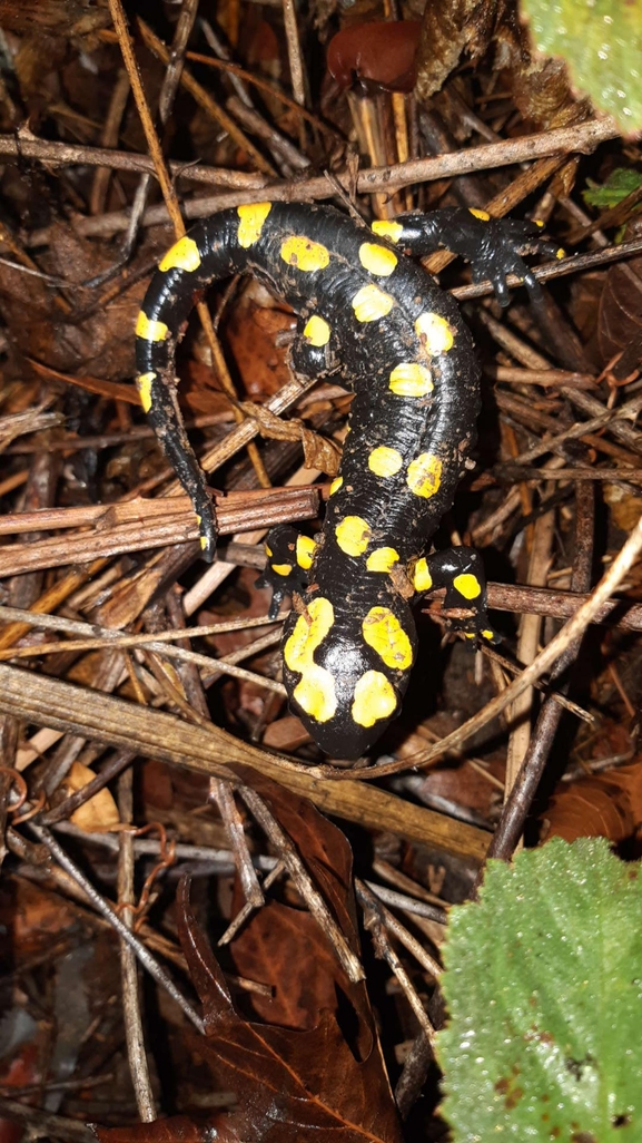 Salamandra infraimmaculata  photographed by רמדאן עיסא 