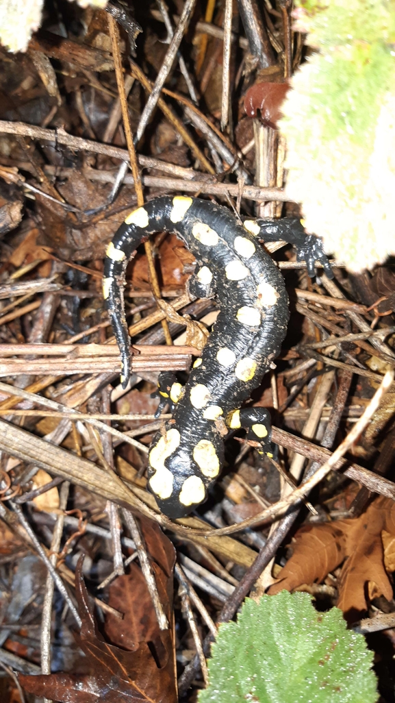 Salamandra infraimmaculata  photographed by רמדאן עיסא 