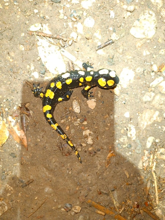 Salamandra infraimmaculata  photographed by רמדאן עיסא 