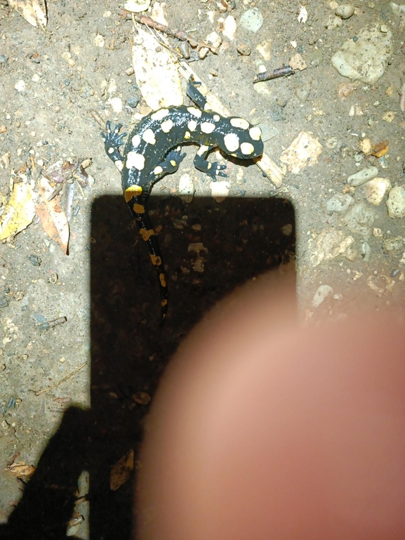 Salamandra infraimmaculata  photographed by רמדאן עיסא 