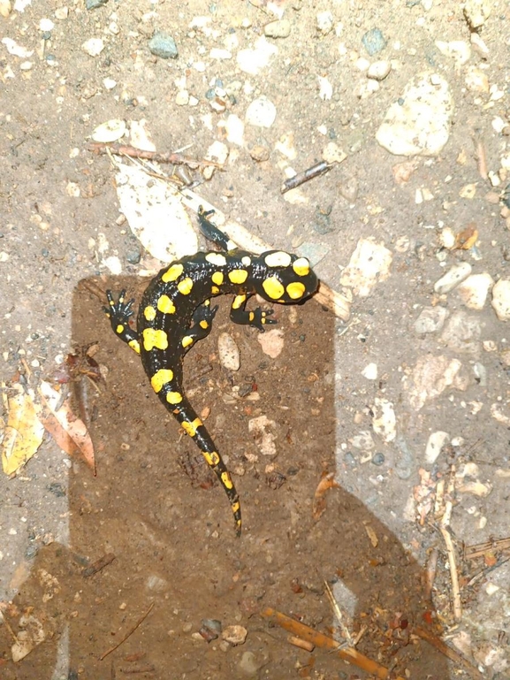 Salamandra infraimmaculata  photographed by רמדאן עיסא 