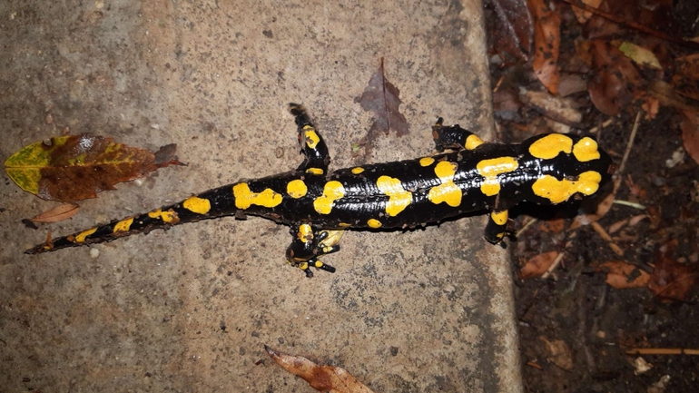 Salamandra infraimmaculata  photographed by רמדאן עיסא 