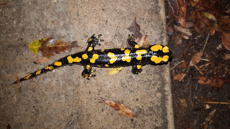 Salamandra infraimmaculata  photographed by רמדאן עיסא 