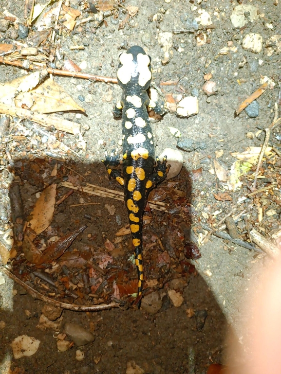 Salamandra infraimmaculata  photographed by רמדאן עיסא 