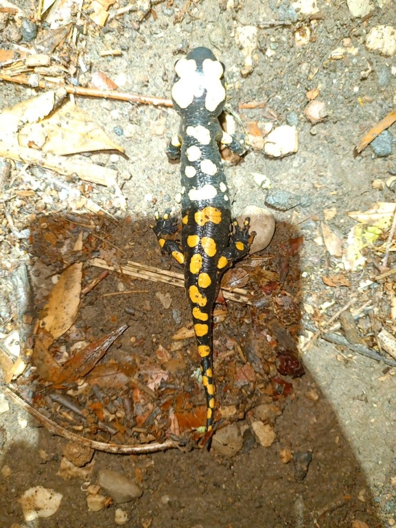 Salamandra infraimmaculata  photographed by רמדאן עיסא 