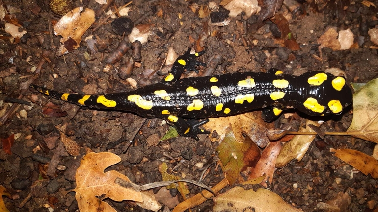 Salamandra infraimmaculata  photographed by רמדאן עיסא 