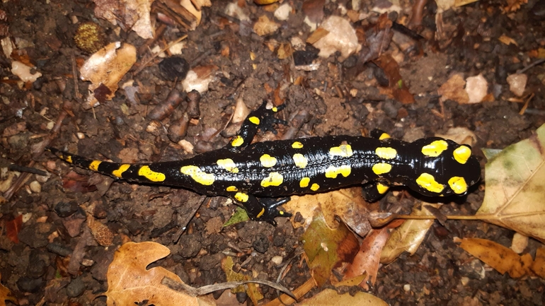 Salamandra infraimmaculata  photographed by רמדאן עיסא 