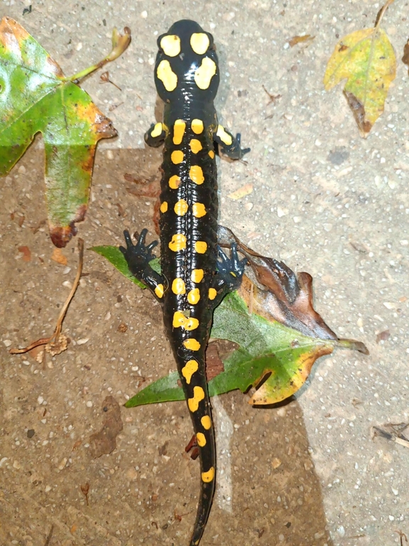 Salamandra infraimmaculata  photographed by רמדאן עיסא 