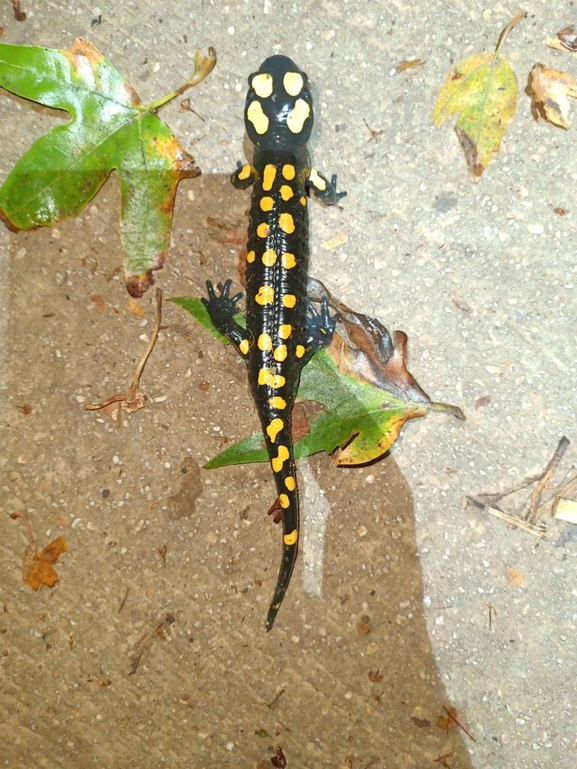 Salamandra infraimmaculata  photographed by רמדאן עיסא 