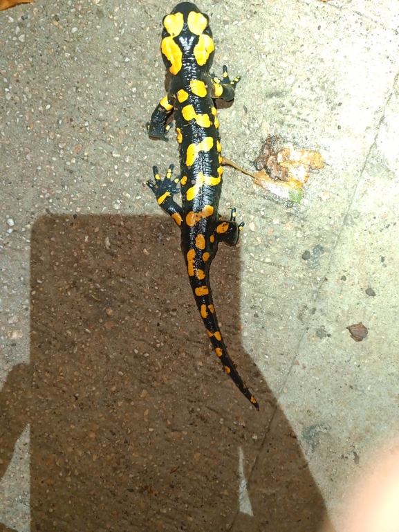 Salamandra infraimmaculata  photographed by רמדאן עיסא 