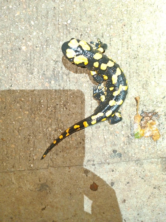 Salamandra infraimmaculata  photographed by רמדאן עיסא 