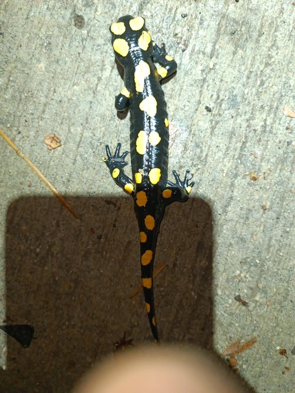 Salamandra infraimmaculata  photographed by רמדאן עיסא 